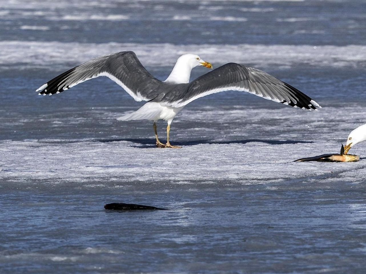 O mesmo caminho estreito no lago nas montanhas ao longo de quatro estações
