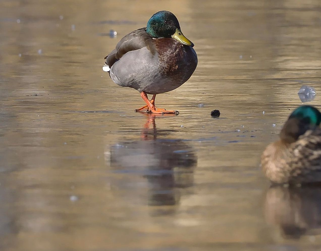 Guia observando condições de segurança na beira do lago nas montanhas